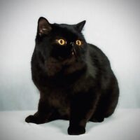 CH # 3, Alter # 13 PINKATZ SAXBY LE BEAUCHATNOIR 2026