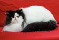 CH 2 2025 MUDDYBROOK LENOX PURR ONYX