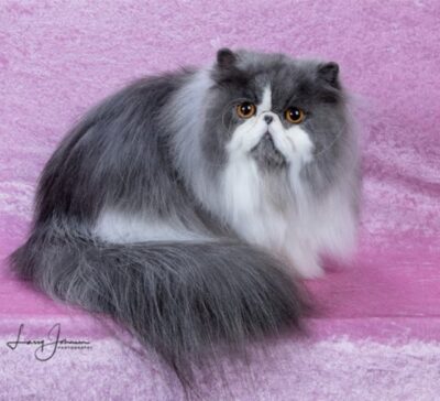 CH 3 2025 MUDDYBROOK SMOKE & MIRRORS