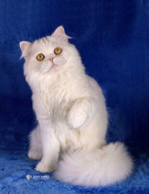 Kitten 2 2025 LUXECATS CAN YOU SEE SNUFFLEUPAGUS