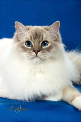 Top Cat 2 Day Tripper 2020