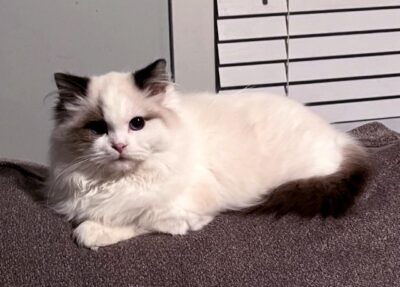 2025 Kitten 10 KASSELDOLLS DEPENDS ON MY MOOD