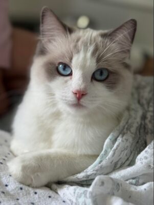 2025 Kitten 13 HAPPYKATRAGS BIRDIE OF RAVEN’S GLEN