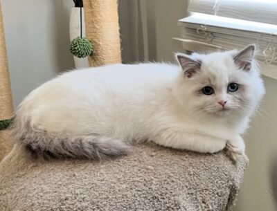 2025 Kitten 14 KASSELDOLLS TIFFANY