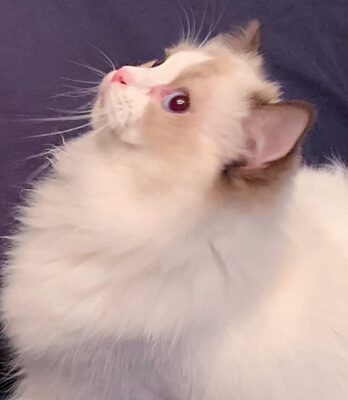 2025 Kitten 16 KASSELDOLLS ARIANNA