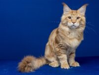 2025 Kitten 18 GGLEGACY ANGELGATINEAU