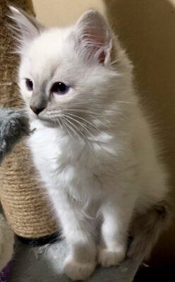 2025 Kitten 19 RAVEN’S GLEN CHUCKIE