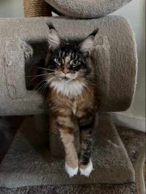 2025 Kitten 5 ITZACOON KATTAPILLA LA MUR