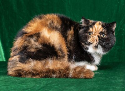 2025 Kitten 7 FANCYSCHMANCY COCO CHANEL