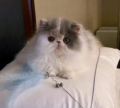 2025 Kitten 8 CHAR-O’S CRYSTAL BUBBLES