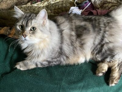 Alter 10 2025 PURRBLESSINGS MISCHKA OF WALSTIB