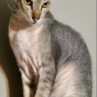 Alter # 10 2026 Kozahillkats Milo