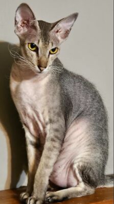 Alter # 10 2026 Kozahillkats Milo