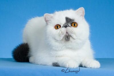 Alter # 14 2026 Jazzycats Oliver Twist