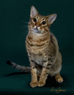 Alter 15 2025 RIVERSPOTS CROCODILE ROCK