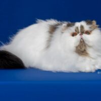 Alter # 15 2026 Purrs&Kisses Horus