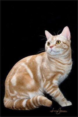 Alter 16 Mowglis Aquinnah the Eskimoy 2024