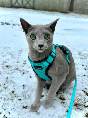 Alter 18 2025 EMERALD SNOW MEGHDOOT