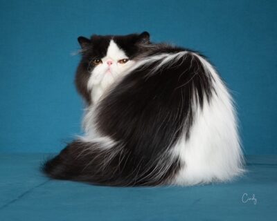 Alter 2 2025 MUDDYBROOK ORCHID SYBIL’S PEARL