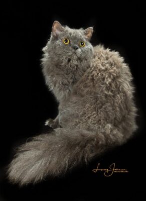 Alter 8 Highlandkatz Quincy Maxwell 2025