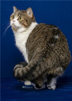 Alter 20 2025 LUXECATS DONNZER LEIGH LIGHT