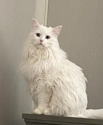 Alter 4 2025 TRESOR SIBERIAN LEDYANNOY KORAL