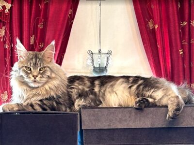 Alter 12 SARAJEN SHILOH SILVER MOONSTONE 2025