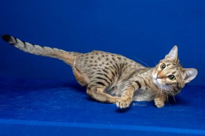 Alter 7 2025 RIVERSPOTS TIA MARIA OF SUNFLAME