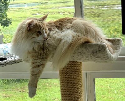 Alter 9 2025 FISKERJENTA’S MYLES OF SPURWINK