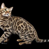 CH # 10 2026 SUNDIATA JINGO OF BENGALSANDCO