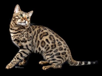 CH # 10 2026 SUNDIATA JINGO OF BENGALSANDCO