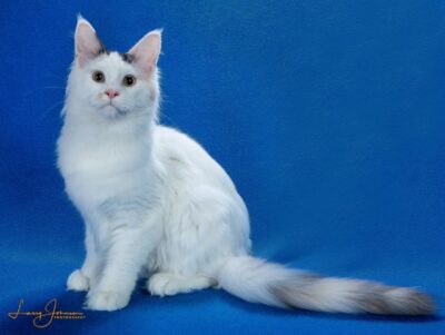 CH 10 GGLegacy AngelFermeuse 2024