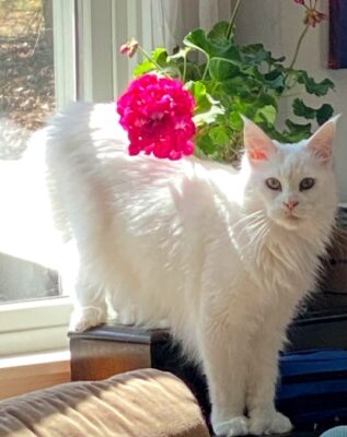 CH 11 2025 MELLOCATS AVALANCHE OF SEBAGOMIST