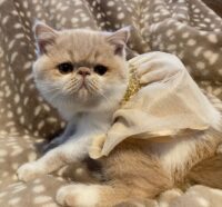 CH 13 2025 GRUMPYPANTS DUCHESS OF FANCYSCHMANCY