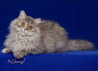 CH # 13 2026 Highlandkatz Georgia on My Mind