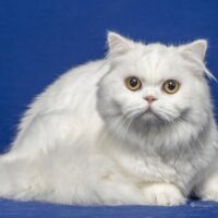 Alter # 12 2026 LUXECATS CAN YOU SEE SNUFFLEUPAGUS