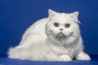 CH 14 2025 LUXECATS CAN YOU SEE SNUFFLEUPAGUS