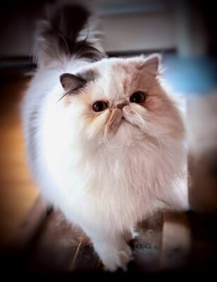 CH 15 2025 NEOBEASHADOW’S SASHA OF LAURLYN