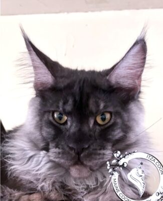 CH 16 - Kitten 9 2025 VELVET SKAZOCHNIY MIR OF ITZACOON