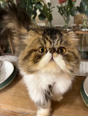 CH 17 2025 DIRTY HEAVEN CZARINA ANASTASIA