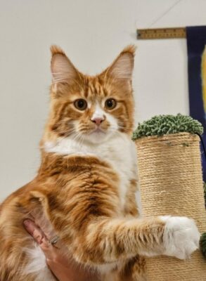 CH 18 RUBY LEE OF LE BEAU MINU 2025