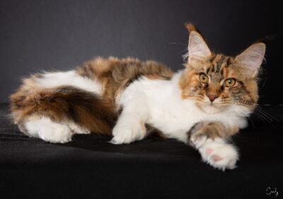 CH 4 2025 GGLEGACY ANGELSTEWIAKE