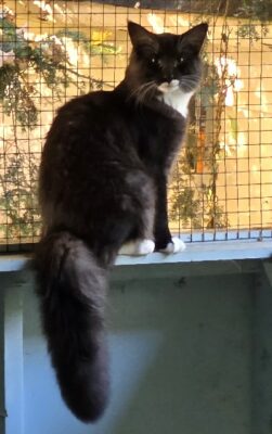 CH 5 2025 EKEBERGTROLLET’S KEIKO