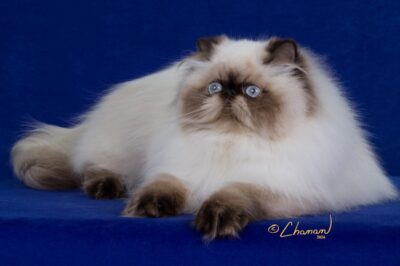 CH 6 2025 COPPERMOON WIND IN THE WILLOWS