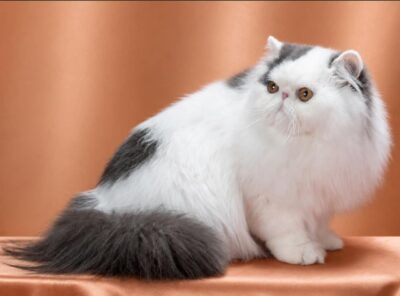 CH 7 - Kitten 12_ 2026 Muddybrook Polar Blue Glacier