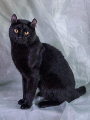 CH # 9 2026 Royal Mac Guinness of Widdershins