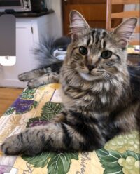 # 11 Household Pets