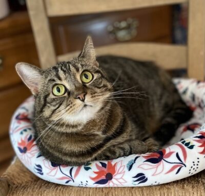 HHP 12 2025 BELLA DRAGON