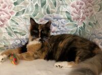 HHP 13 2025 LADY LOLA CARA CAPPUCINO