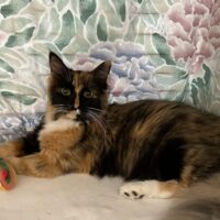 HHP # 2 2026 LADY LOLA CARA CAPPUCINO